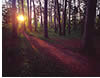 Sunrise through Red Pines in Preacher's Grove, Itasca State Park, MN 