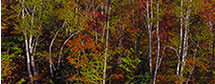  Fall Panorama Along the River, NH