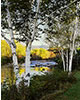 Birch Trees in Fall, NH