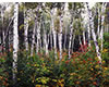 Shenandoah Birches in Fall, NH