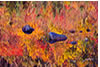  Beaver Pond Reflection in Fall, NH