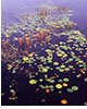 Lilypads in Early Light, NH 