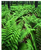 Ferns on Stoneyman Mountain Trail, Shenandoah National Park, VA