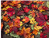 Fall Leaves in Shenandoah National Park, VA