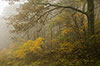 Foggy Fall Morning on Skyline Drive, Shenandoah National Park, VA