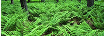 Ferns on Stoneyman Mountain Trail, Shenandoah National Park, VA