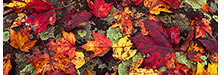 Fall Leaves in Shenandoah National Park, VA