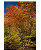 Fall in Shenandoah National Park, VA