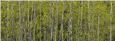 Aspens Panorama in Early Spring, Lead, SD