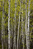 Aspens in Early Spring, Lead, SD