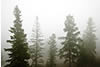 Evergreens in Fog on Terry Peak, Black Hills, SD 
