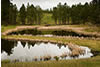 Ponds with Cattails, Black Hills, SD