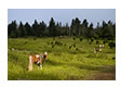 Wild Horses at Grayson Highlands State Park, VA