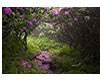 Rhododendron at Grayson Highlands State Park, VA