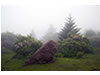 Rhododendron and Boulder at Grayson Highlands State Park, VA