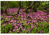  Fallen Rhododendron Petals, Grayson Highlands State Park, VA