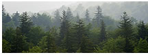 Foggy Evergreens at Grayson Highlands State Park, VA