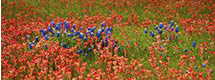 Panorama of Bluebonnets Among Indian Paintbrush, Hill Country, TX