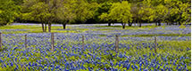 Hill Country Bluebonnets Panorama, TX 
