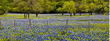 Hill Country Bluebonnets Panorama, TX 