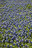 Bluebonnets, Hill Country, TX