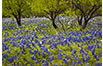 Four Trees and Bluebonnets, Hill Country, TX 