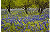 Four Trees and Bluebonnets, Hill Country, TX 