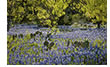  Backlit Bluebonnets and Prickly Pear Cactus, Hill Country, TX 