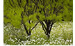 Two Trees Among White Pricklypoppies, Hill Country, TX