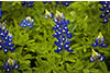  Bluebonnet Close-up, Hill Country, TX