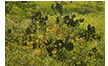 Prickly Pear Cacti Among Wildflowers, Hill Country, TX 