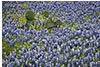 Prickly Pear Cactus and Bluebonnets, Hill Country, TX 