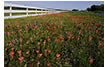  Indian Paintbrush Along a Fence, Hill Country, TX