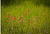 Indian Paintbrush in Grass, Hill Country, TX  