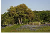 Wildflowers Along Roadside, Hill Country, TX 