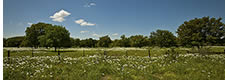  Hill Country Panorama with Pricklypoppy, TX