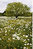 White Pricklypoppies with Tree, Hill Country, TX