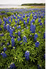 Bluebonnets on Shoreline, Hill Country, TX