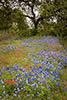  Roadside Wildflowers and Tree, Hill Country, TX