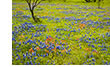Colorful Hill Country Wildflowers, TX  