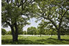 Hill Country Trees and Field in Spring, TX 