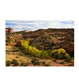 Cottonwoods Along the Riverbed, Moab, UT