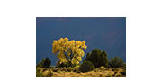 Backlit Cottonwood Tree in Castle Valley, UT