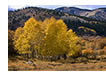 Aspens in the Manti LaSal National Forest, UT