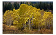 Backlit Aspens in Fall, Manti LaSal National Forest, UT