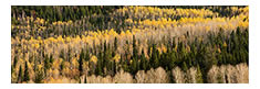 Aspens and Evergreens Panorama, Manti LaSal National Forest, UT