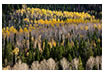 Aspens and Evergreens, Manti LaSal National Forest, UT