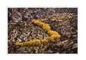 Zigzagging Cottonwood Trees in Fall, UT