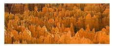 Hoodoos Panorama in Golden Light, Bryce Canyon National Park, UT