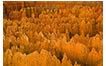 Hoodoos in Golden Light, Bryce Canyon National Park, UT